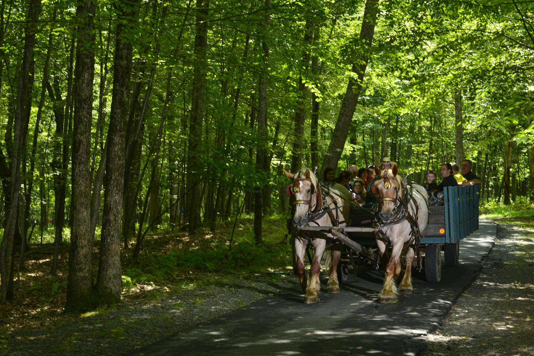 Group on horse-drawn trailer going through the woods in summer.