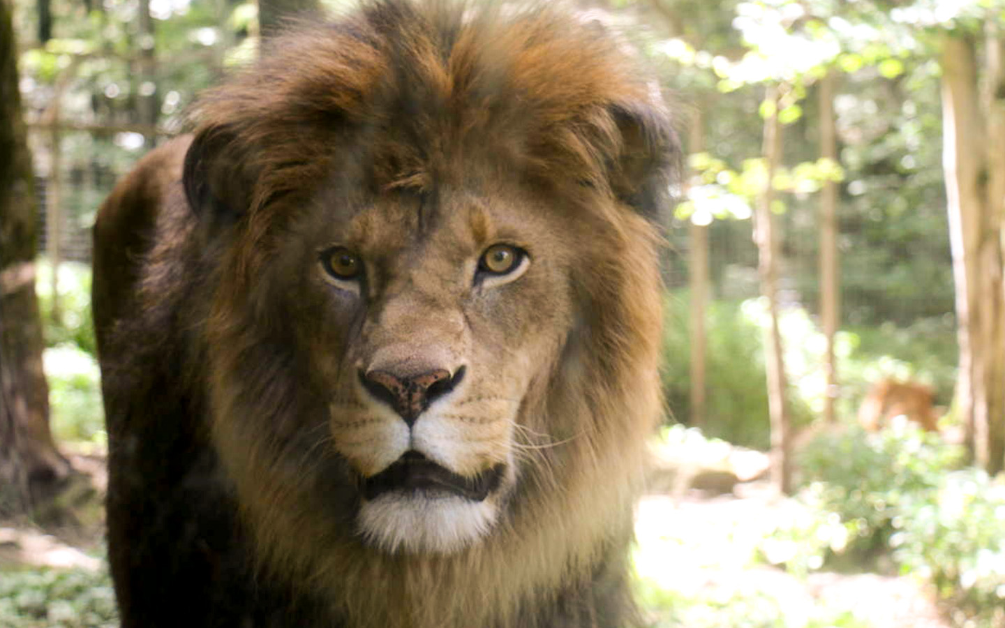 Lion close up