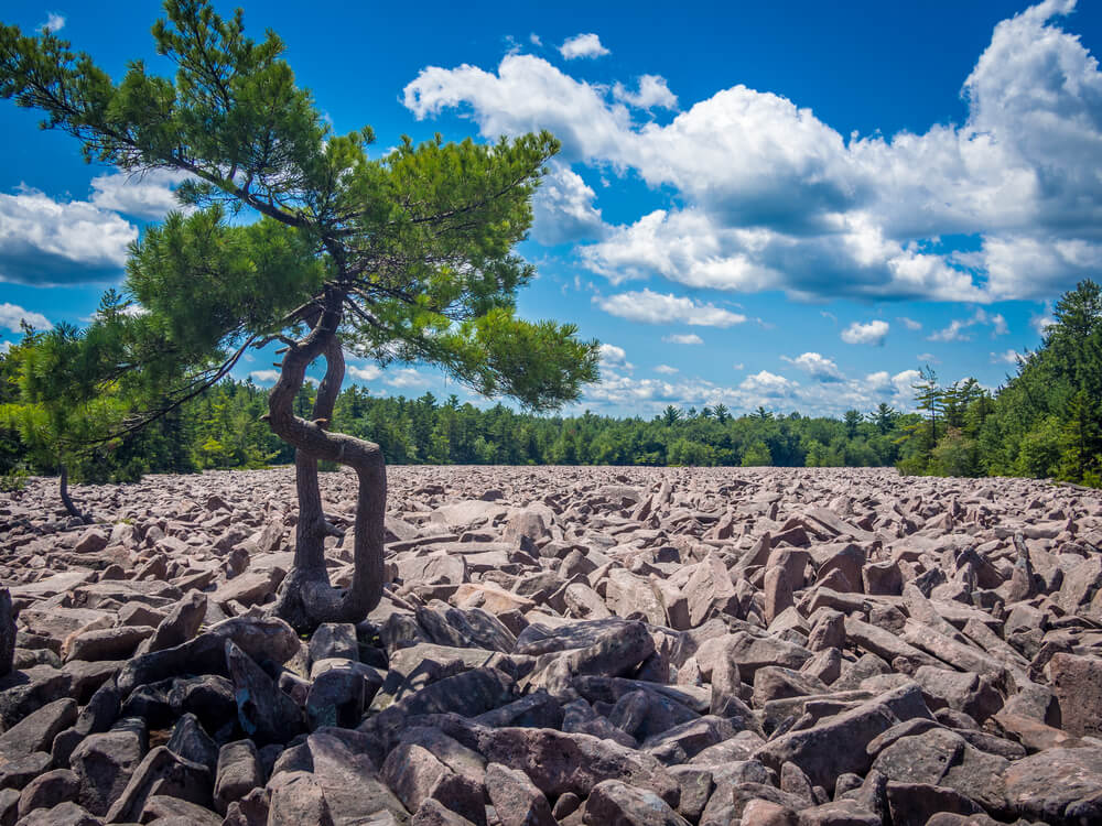 Boulder Field in Hickory Run State Park.