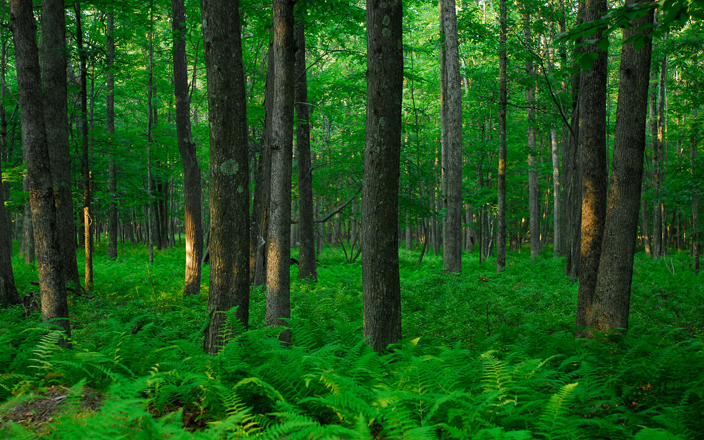 Green forest