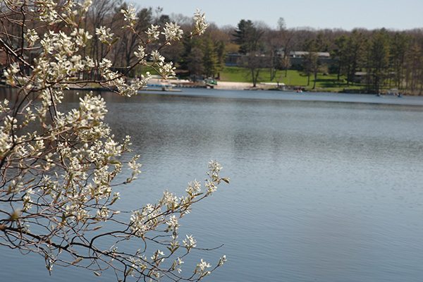 Lake Teedyuskung and spring tree blossoms.