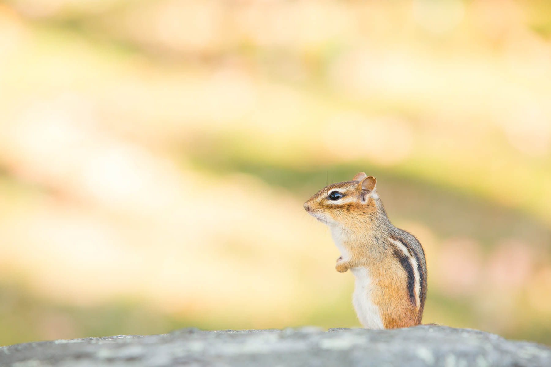 Close up of a chipmunk.