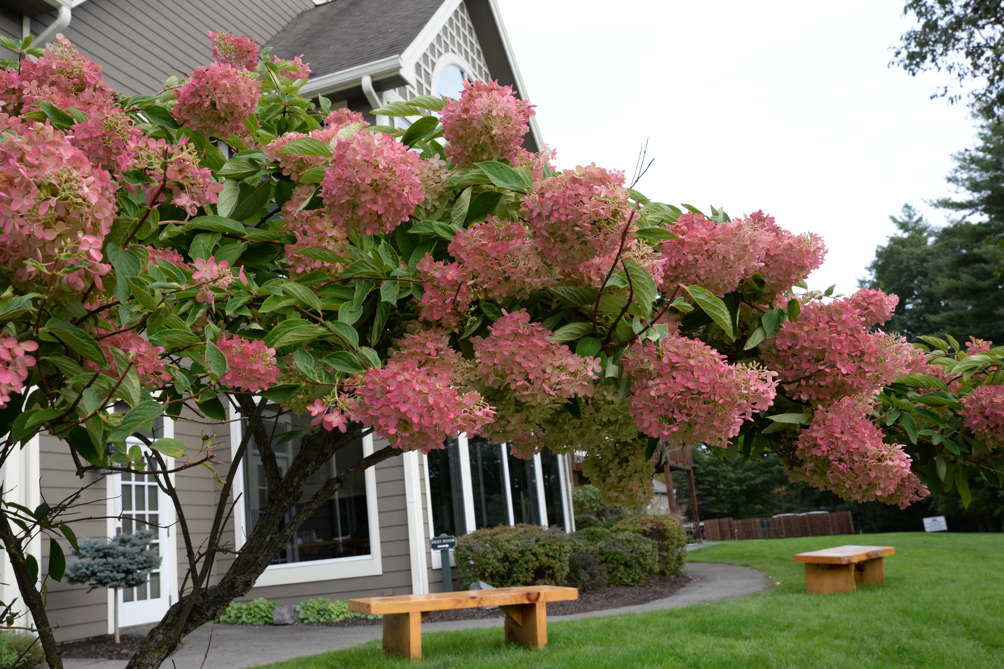 Trees next to clubhouse in bloom.