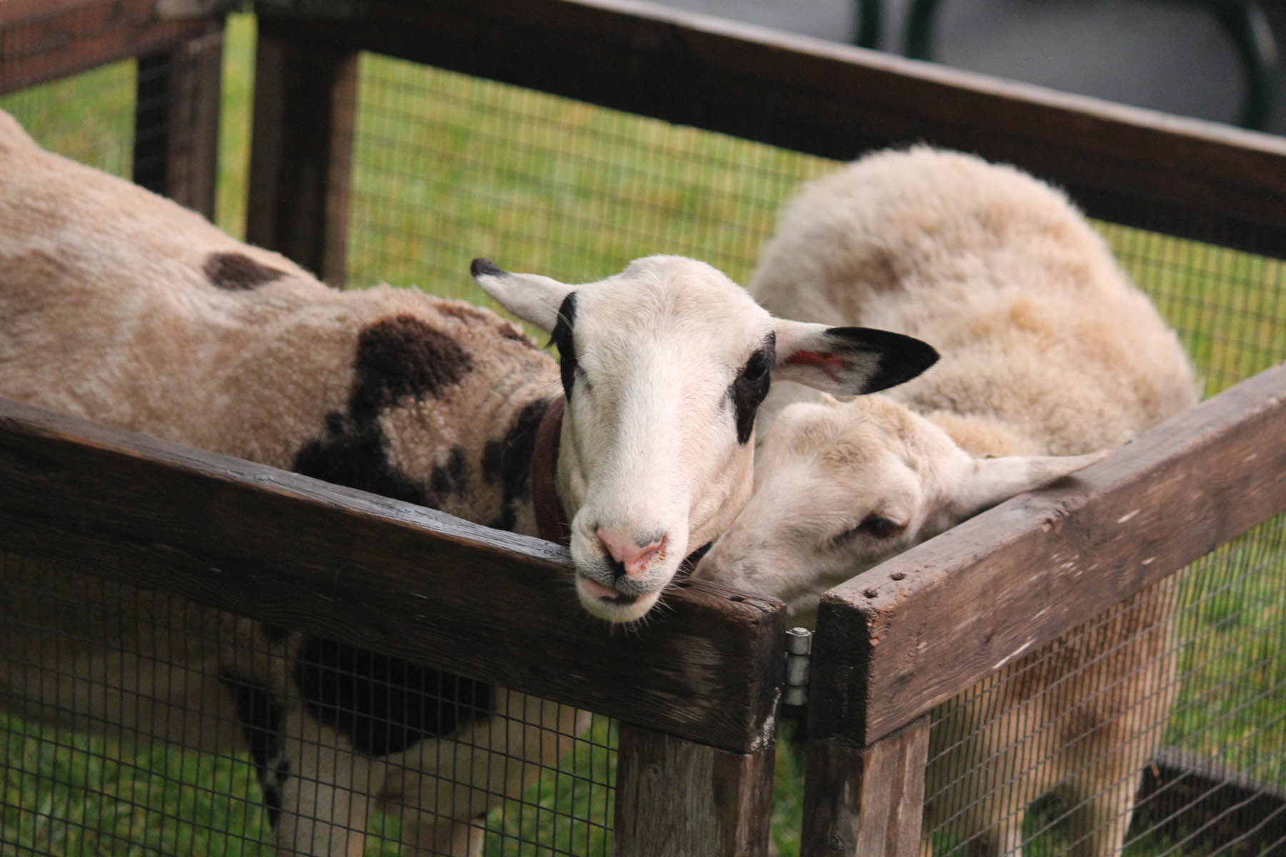 Sheep in petting zoo pen.