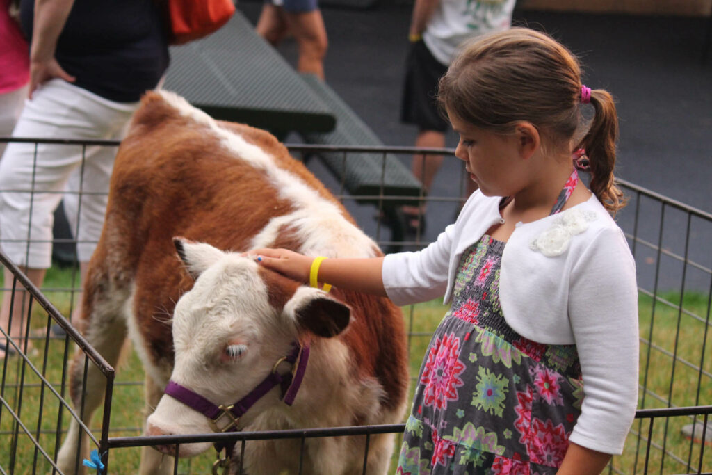 A little kid petting a cow at a petting zoo during a spring break vacation in the Poconos region of Pennsylvania.