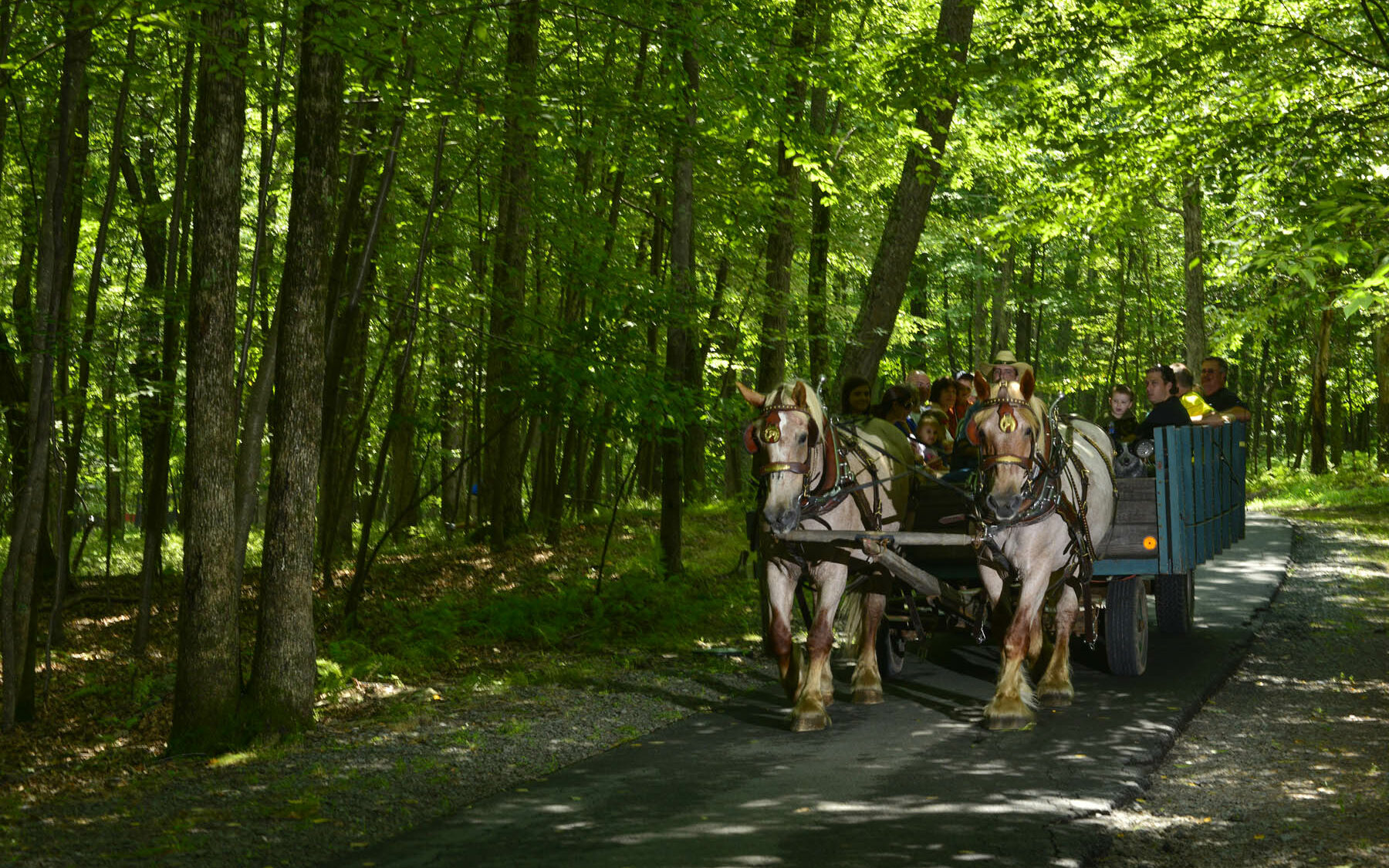 Horse drawn cart nature trail ride.