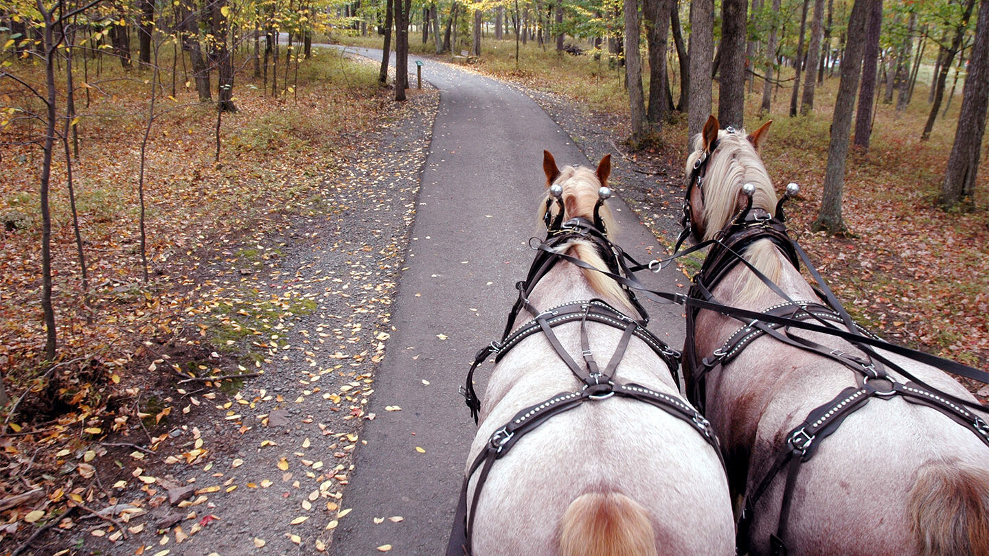 Horses towing hayride through forest trail.
