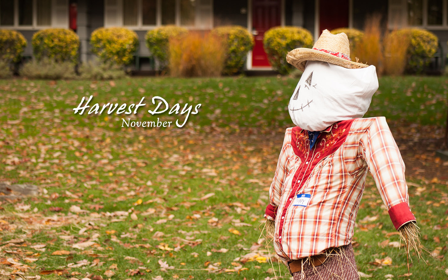 Farmer scarecrow on leafy lawn. Text: Harvest Days, November.